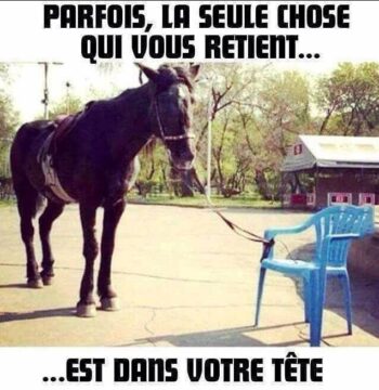 cheval attach  une chaise en plastique